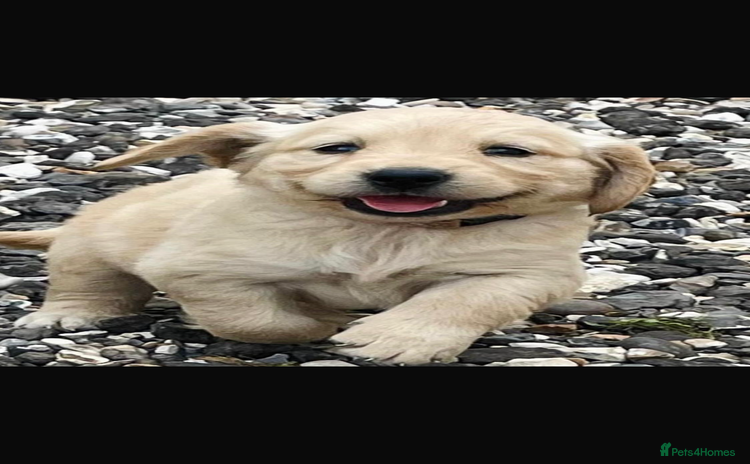 Golden Retriever dogs - Advert 1