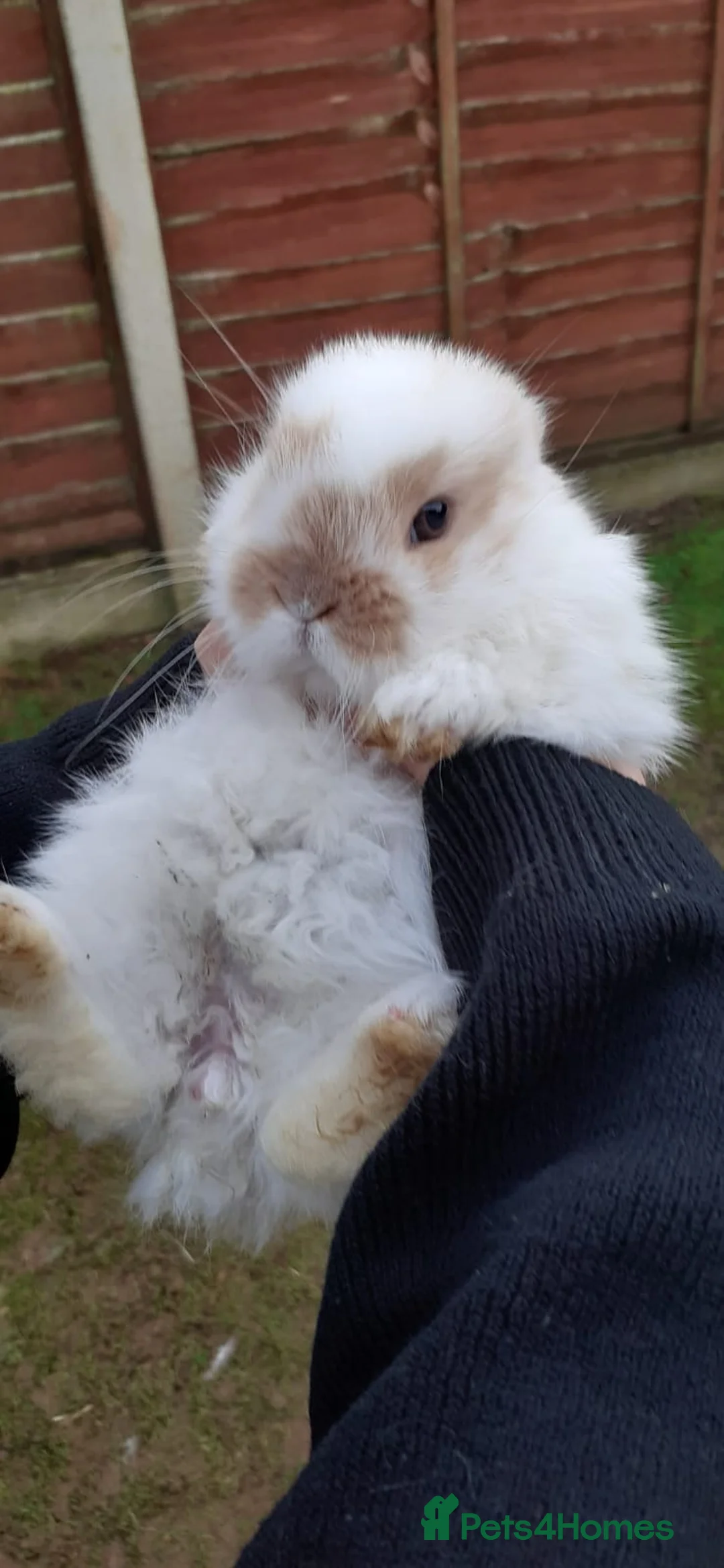 Mini Lop rabbits for sale: Mini lop babies  - Advert 7