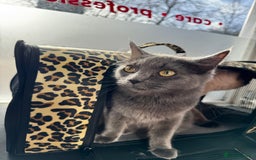 Ragdoll cats for sale: 2 Ragdolls M/F - Image 2