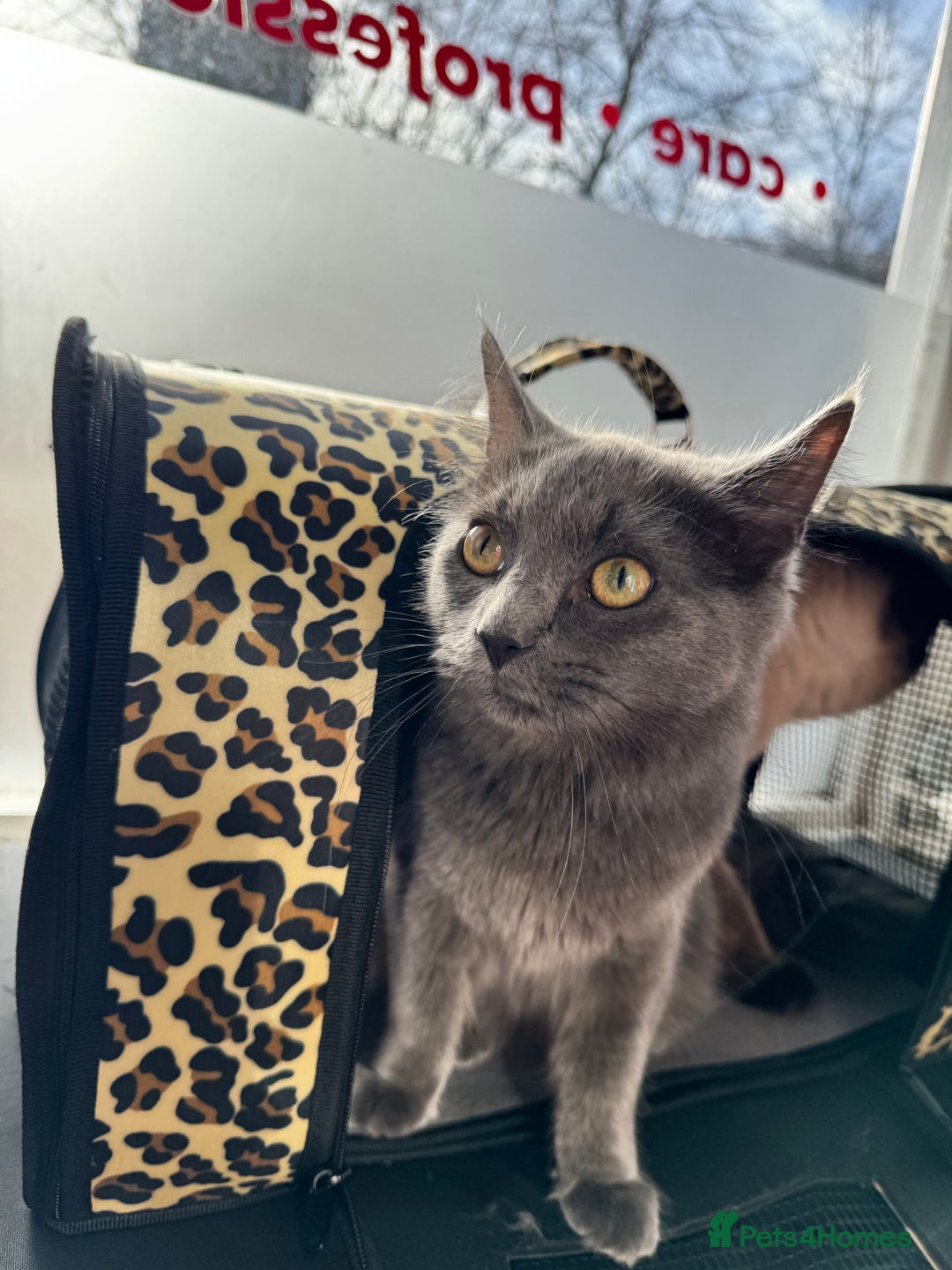Ragdoll cats for sale: 2 Ragdolls M/F - Image 2