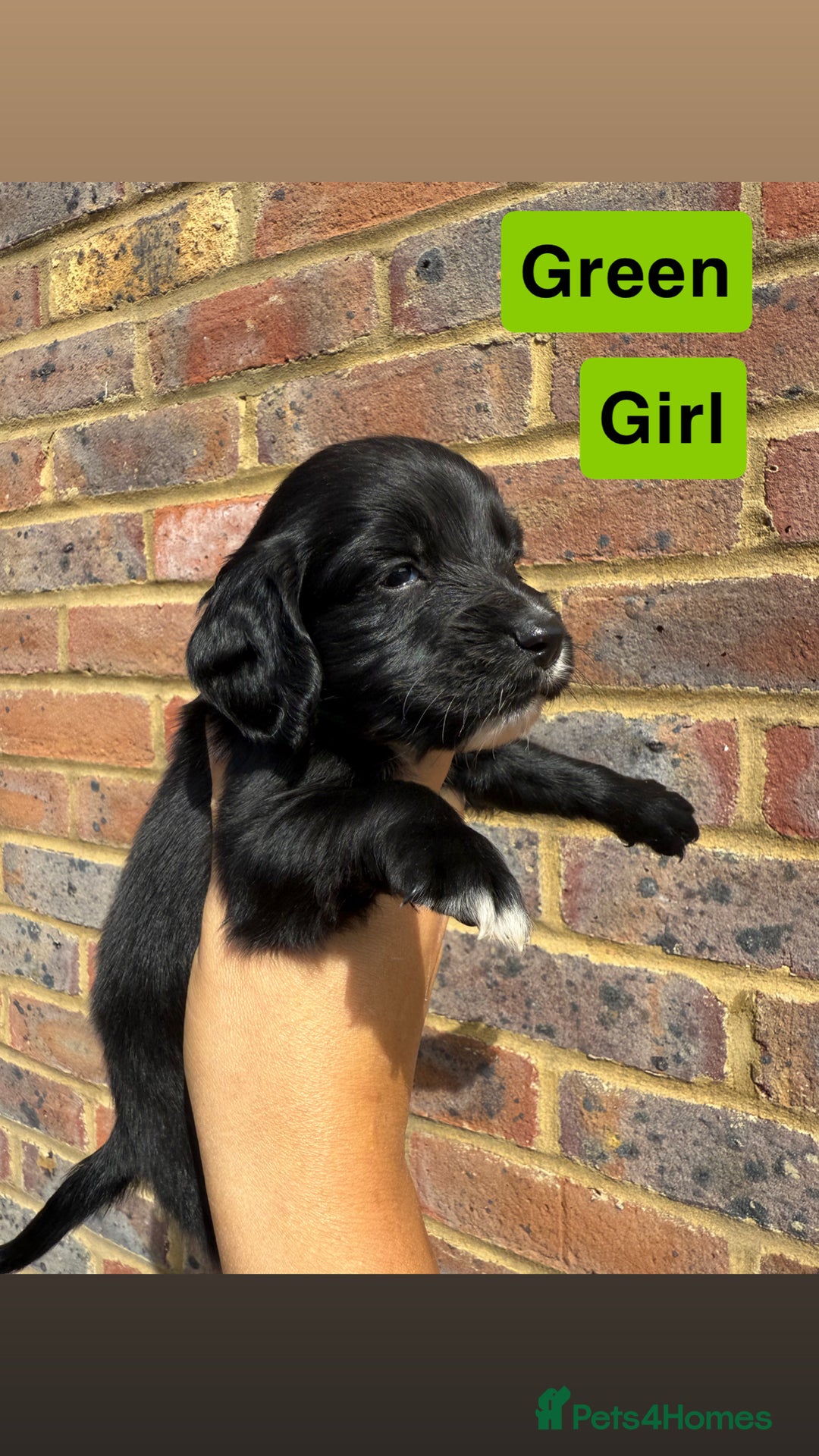 Sprocker dogs for sale: 7 beautiful sprocker puppies  - Image 5