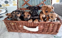 Jack Russell dogs for sale: Jack Russell Puppies Available Now  - Image 3