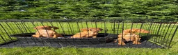 Hungarian Vizsla dogs for sale: KC HUNGARIAN VIZSLA TOP PEDIGREE 3 LEFT in Saltburn-by-the-Sea - Advert 3