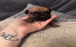 Mixed Breed dogs for sale: Cane Corso and Dogue de Bordeaux - Image 6
