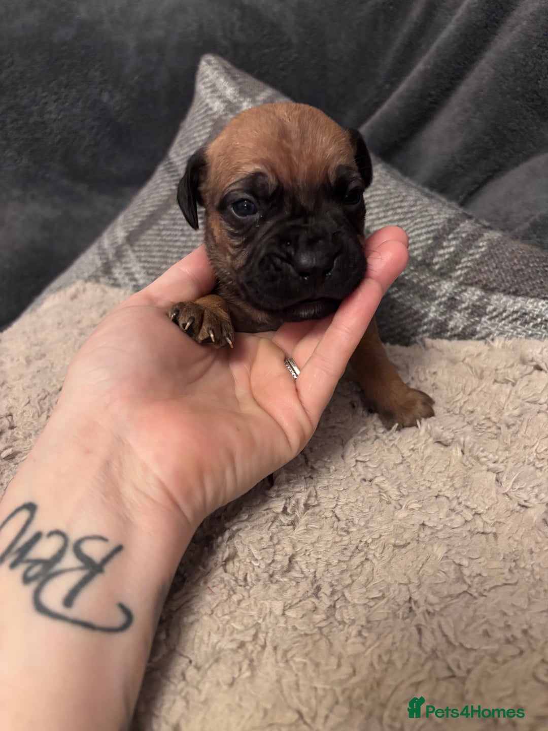 Mixed Breed dogs for sale: Cane Corso and Dogue de Bordeaux - Image 6