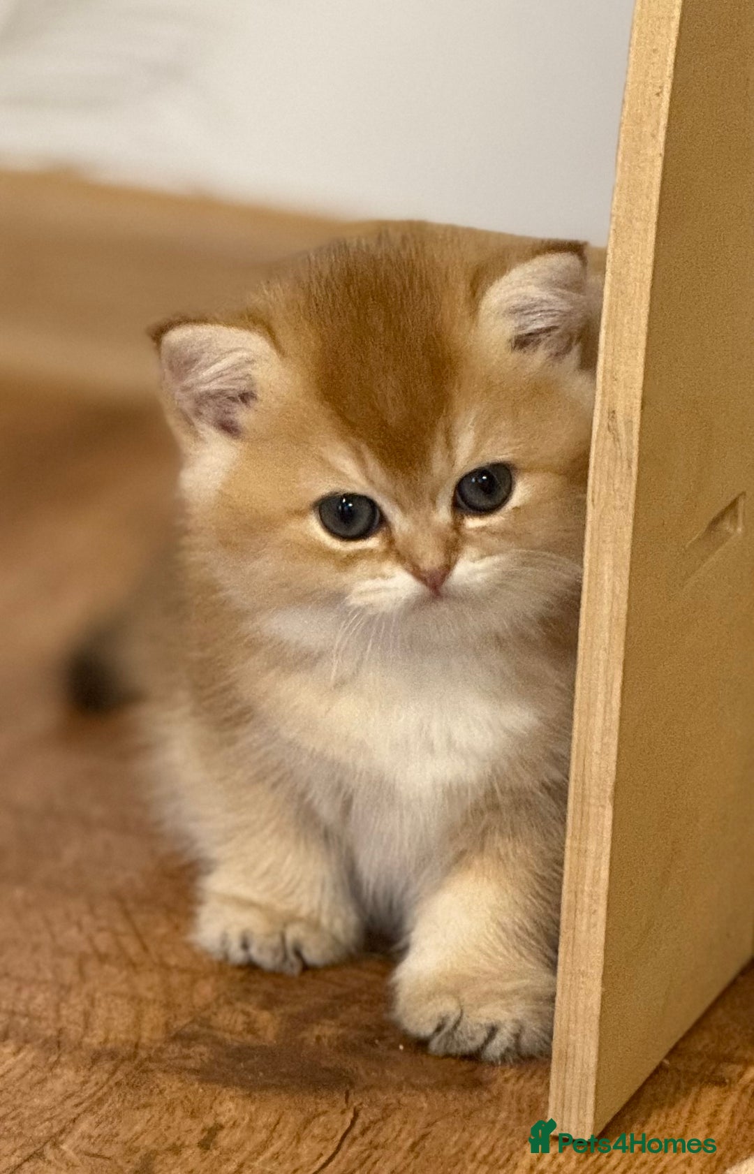 British Shorthair cats for sale: ✨ Golden BSH girls Looking for Loving Homes ✨ - Advert 16