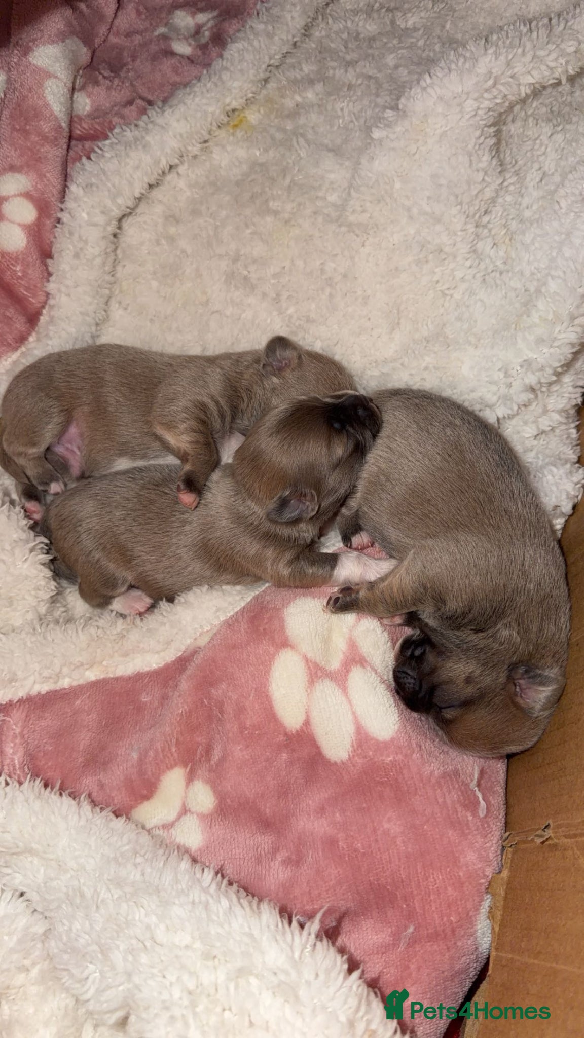 Mixed Breed Puppy 2