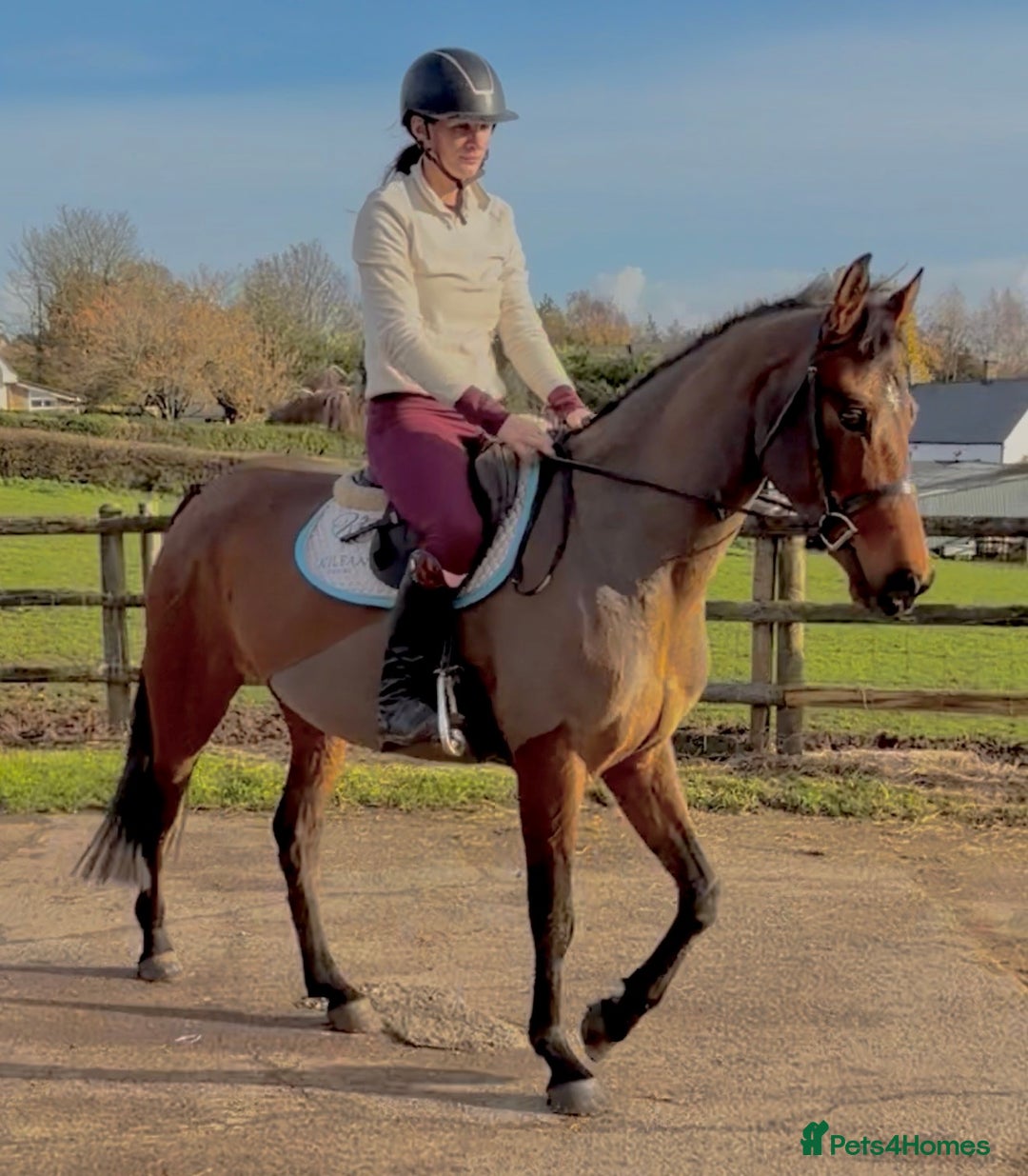 Other Breed horses for sale: Easy Allrounder  - Advert 10
