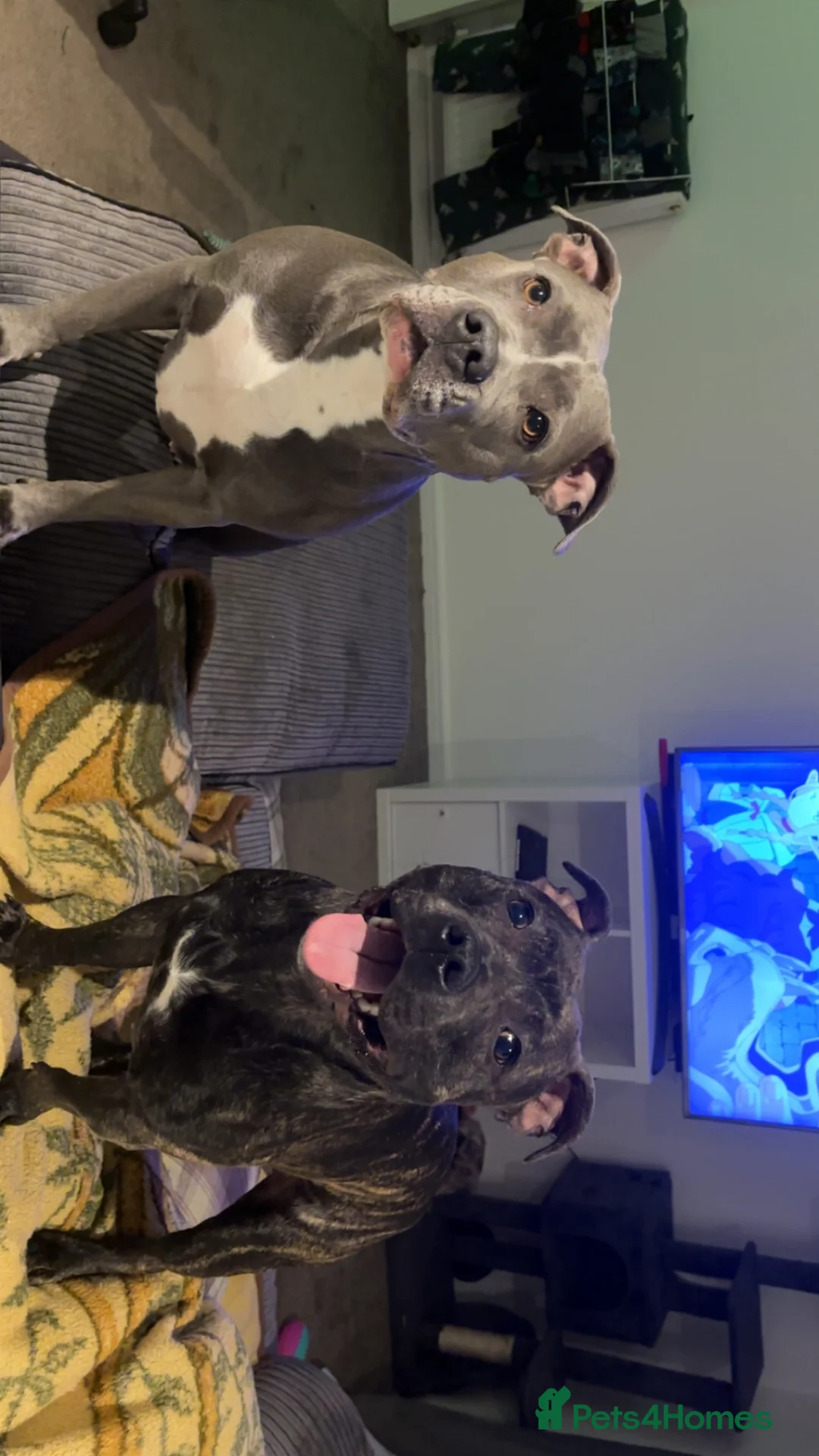 Staffordshire Bull Terrier dogs for sale: Staffs for sale  in York - Advert 8