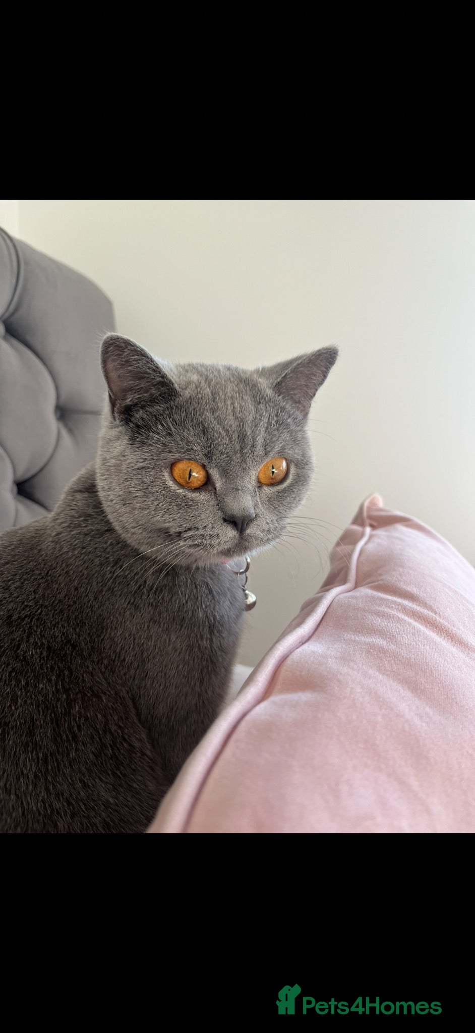 British Shorthair cats 5 beautiful British shorthair Kittens for sale  - Advert 2