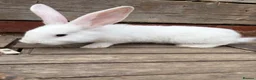 Continental Giant rabbits for sale: Various Continental Giant babies available  - Advert 15