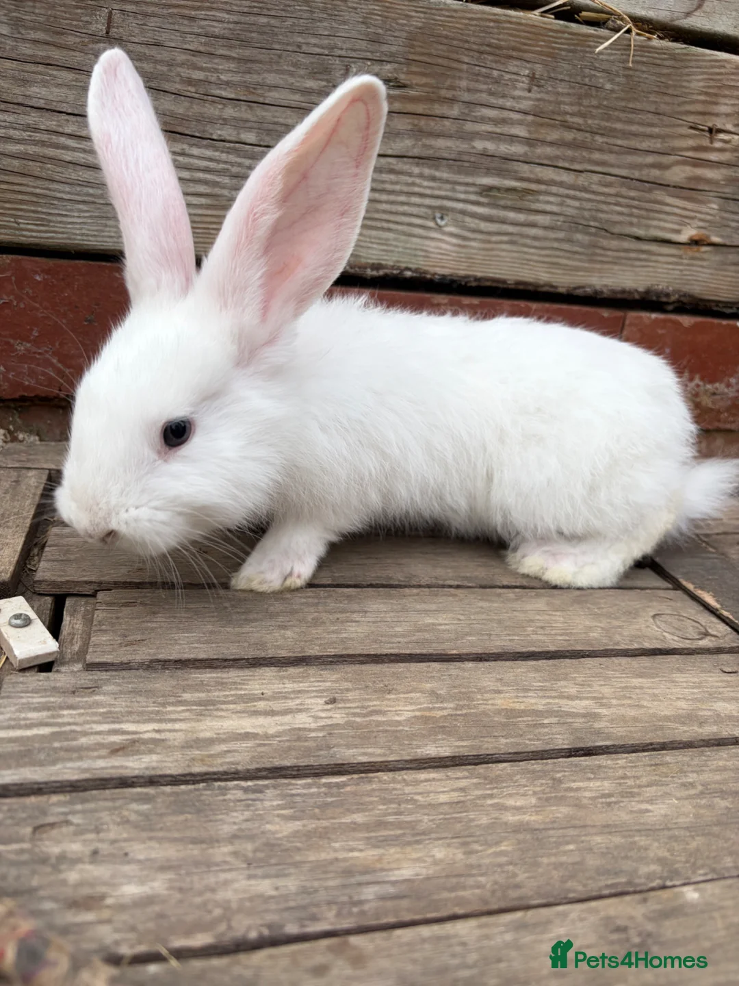 Continental Giant rabbits for sale: Various Continental Giant babies available  - Advert 15