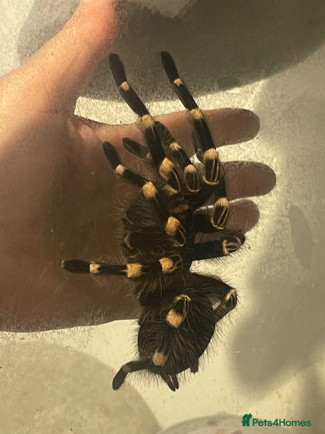 Spiders invertebrates for sale: Brazilian white knee tarantula  in Maidstone - Advert 3