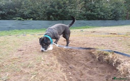 Mixed Breed dogs for adoption: Lovely JR & Patterdale BERTIE - for a  Loving Home - Image 11