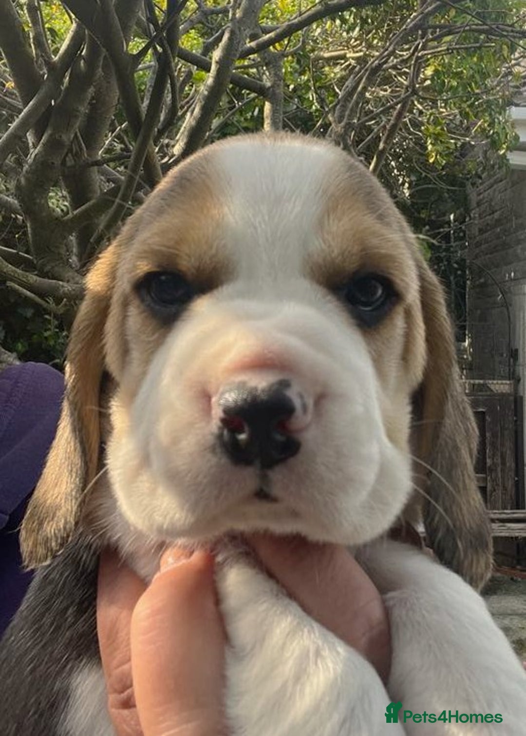 Beagle dogs for sale: Beagle Puppy 1 - Top pedigree Beagle pups! - Image 4