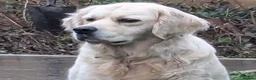 Golden Retriever dogs for sale: 3 Year old female for sale - Advert 9