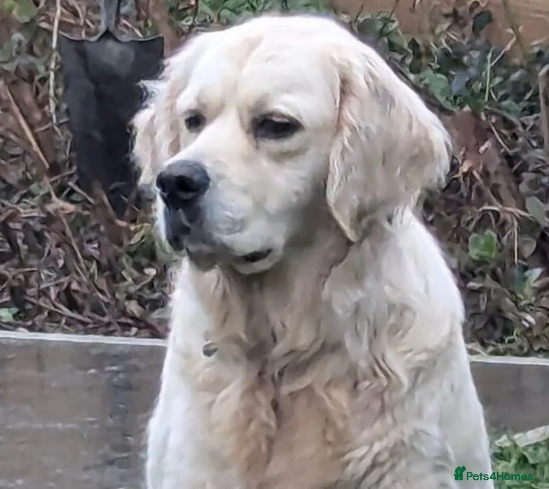 Golden Retriever dogs for sale: 3 Year old female for sale - Advert 9
