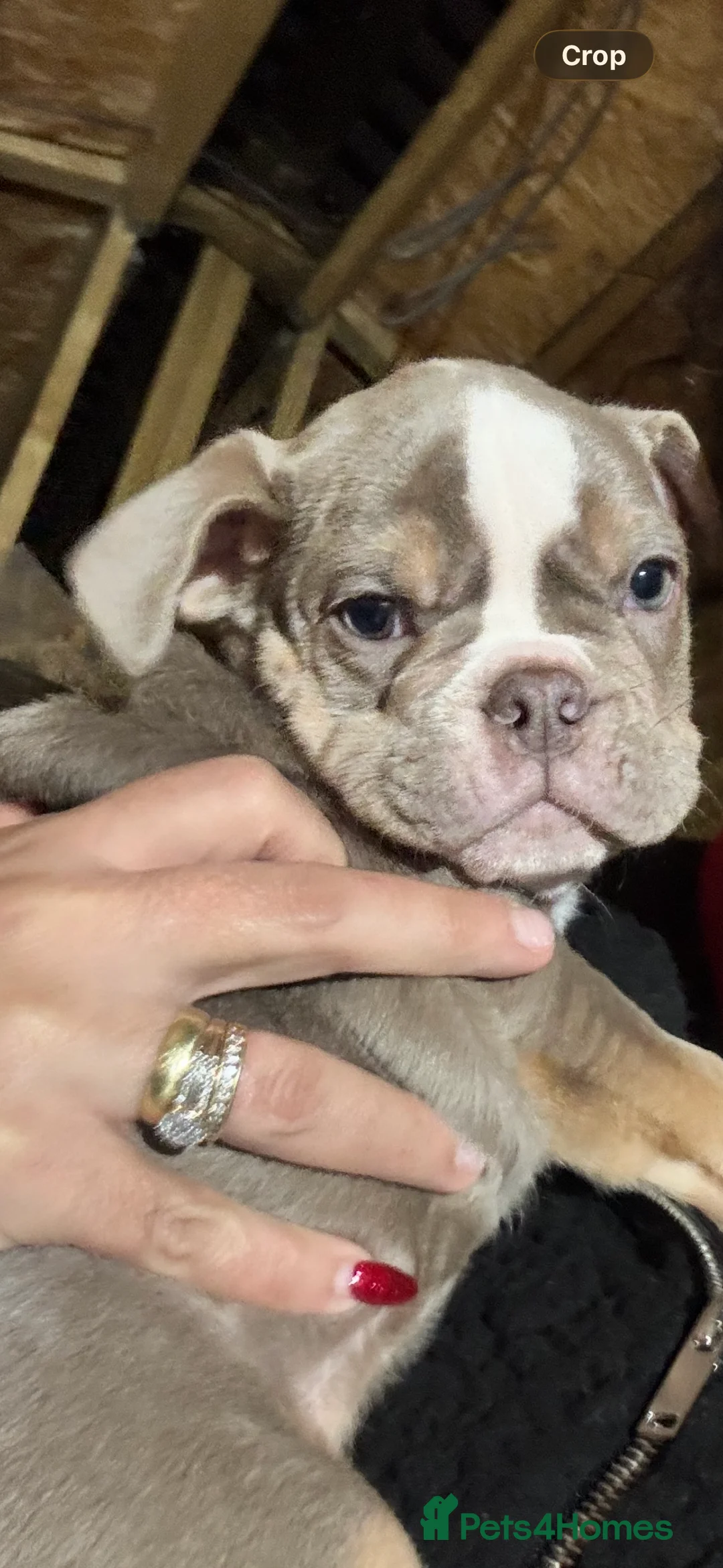 Olde English Bulldogge dogs for sale: Old English bulldog boy puppy  - Advert 3