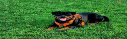 Rottweiler dogs for sale: Pedigree Rottweiler Female 3 Years 3 months old. - Advert 9