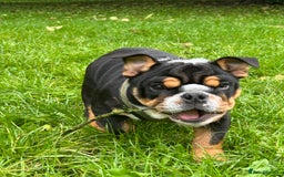 English Bulldog dogs for stud: Stud English Bulldog - Image 13