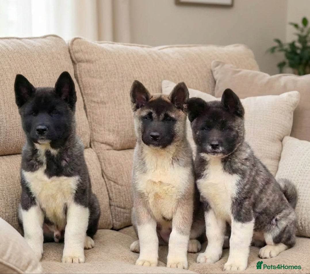 Akita dogs Kc Registered American Akita Puppies Ready - Advert 15