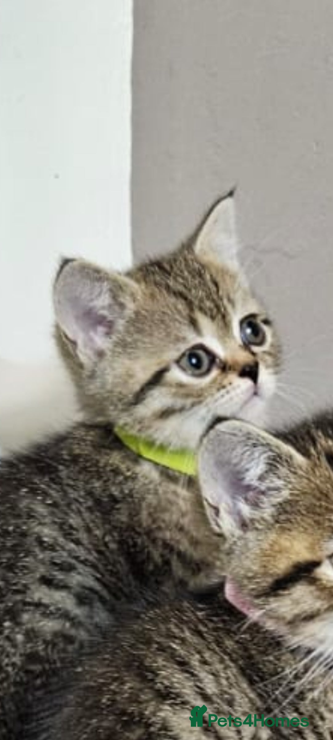 British Shorthair cats for sale: British Shorthair Kittens Full Pedigree Parents  - Advert 37