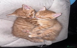Domestic Shorthair cats for sale: Two ginger Manx kittens - Image 1
