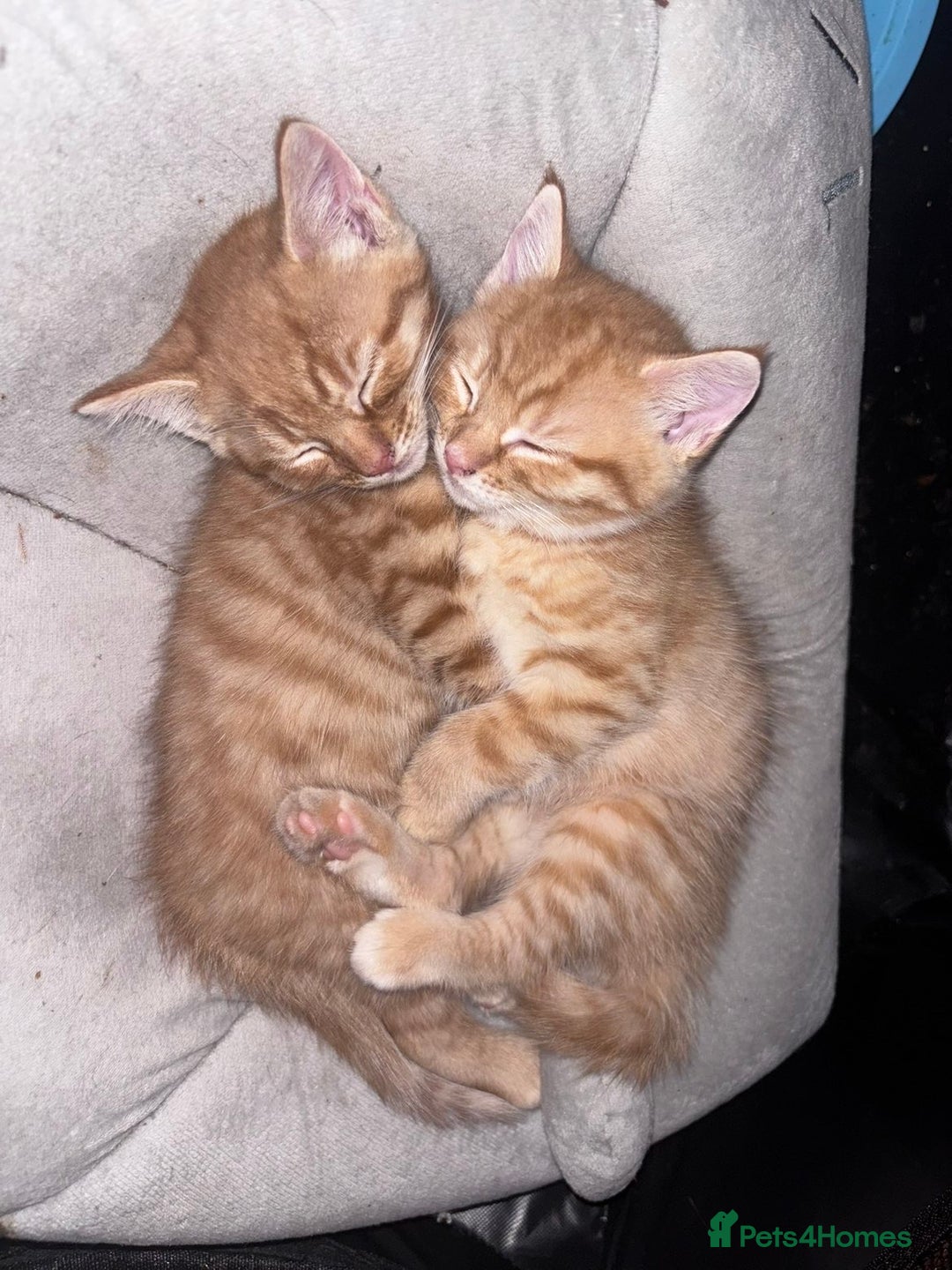 Domestic Shorthair cats for sale: Two ginger Manx kittens - Image 1