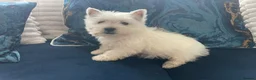 West Highland Terrier dogs for stud: Kc west highland white terrier STUD - Advert 6