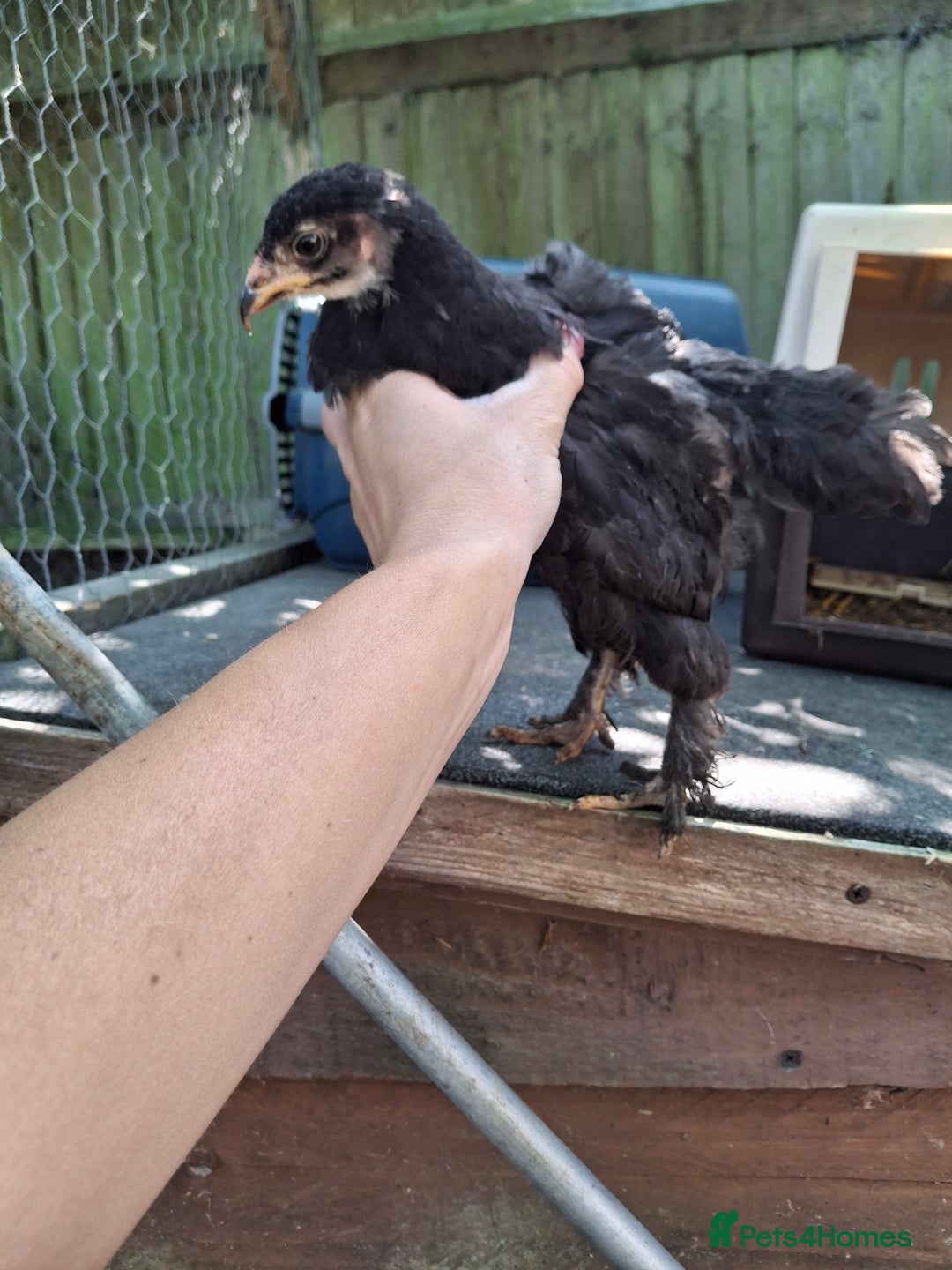 Chickens poultry for sale: Brahma young hens  - Image 1