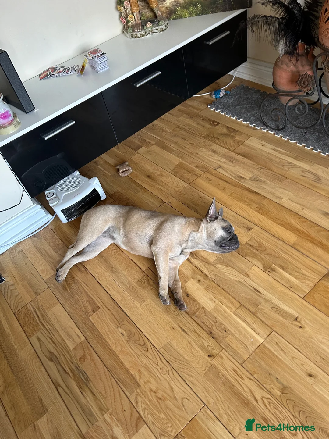 French Bulldog dogs for sale: Beautiful French Bulldog - Advert 3