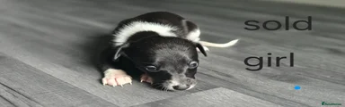 Whippet Puppy 3