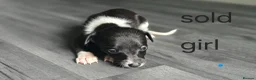 Whippet dogs for sale: Kc whippets for sale one black female left  - Advert 11