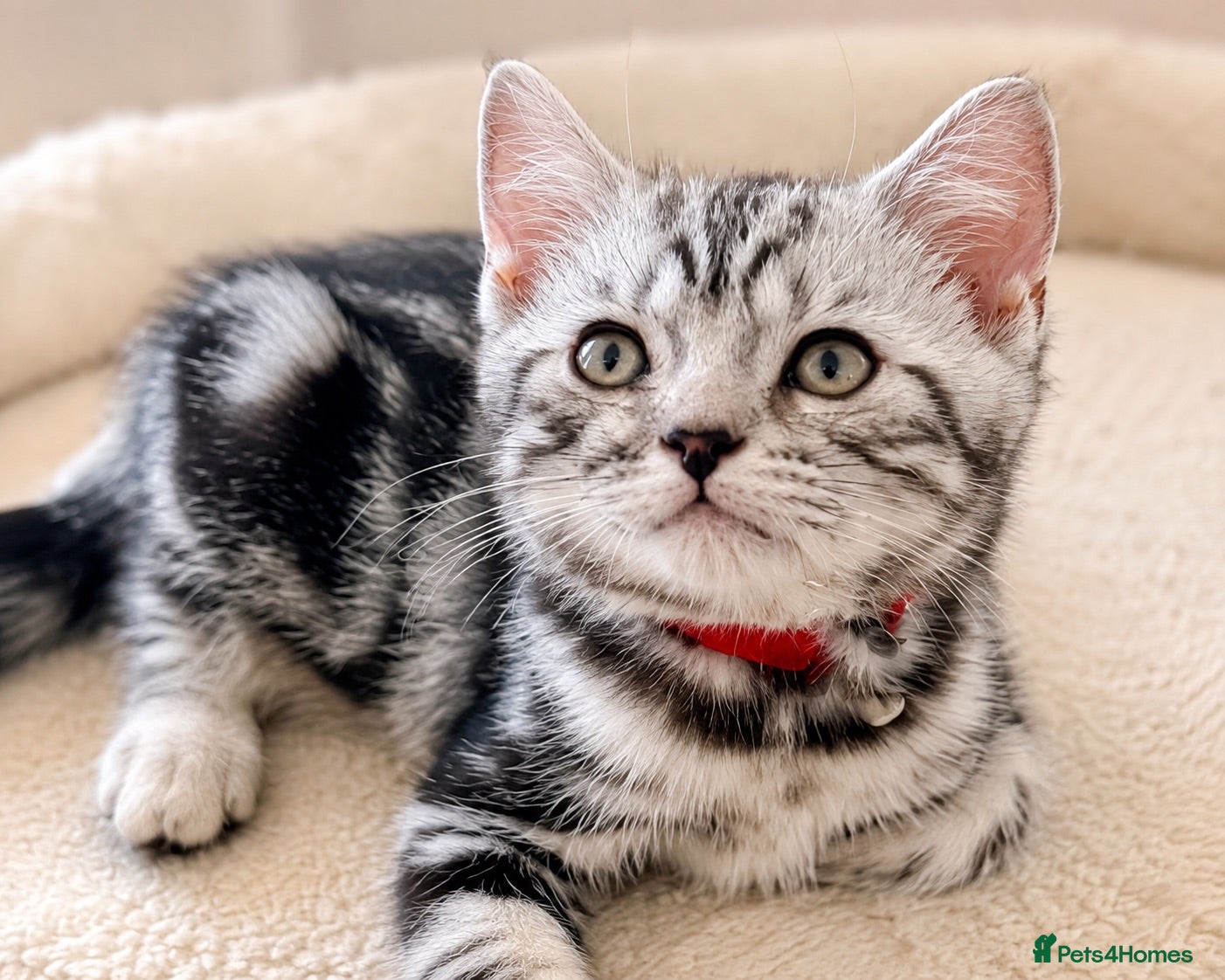 British Shorthair cats Stunning Silver Tabby Kittens GCCF Champion Lines - Advert 1