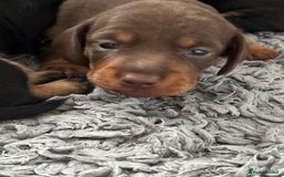Miniature Dachshund dogs for sale: Stunning KC reg PRA clear Mini Dachshund puppies - Image 9