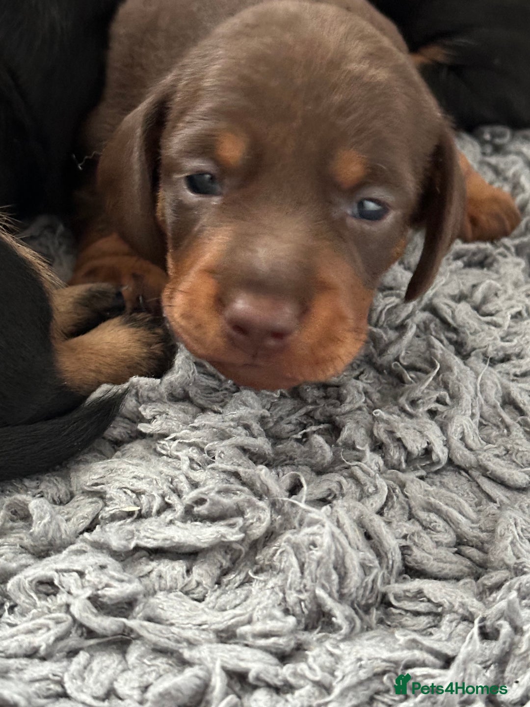 Miniature Dachshund dogs for sale: Stunning KC reg PRA clear Mini Dachshund puppies - Image 9