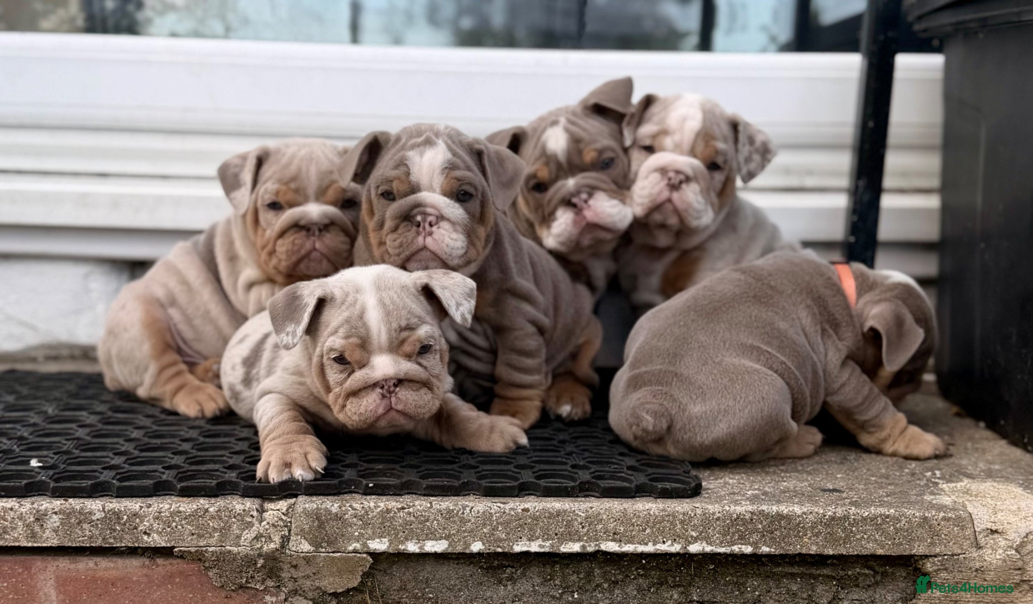 English Bulldog dogs BRITISH BULLDOG PUPPIES - Advert 3