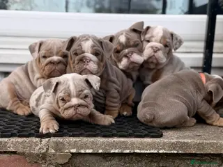 English Bulldog dogs BRITISH BULLDOG PUPPIES - Advert 3
