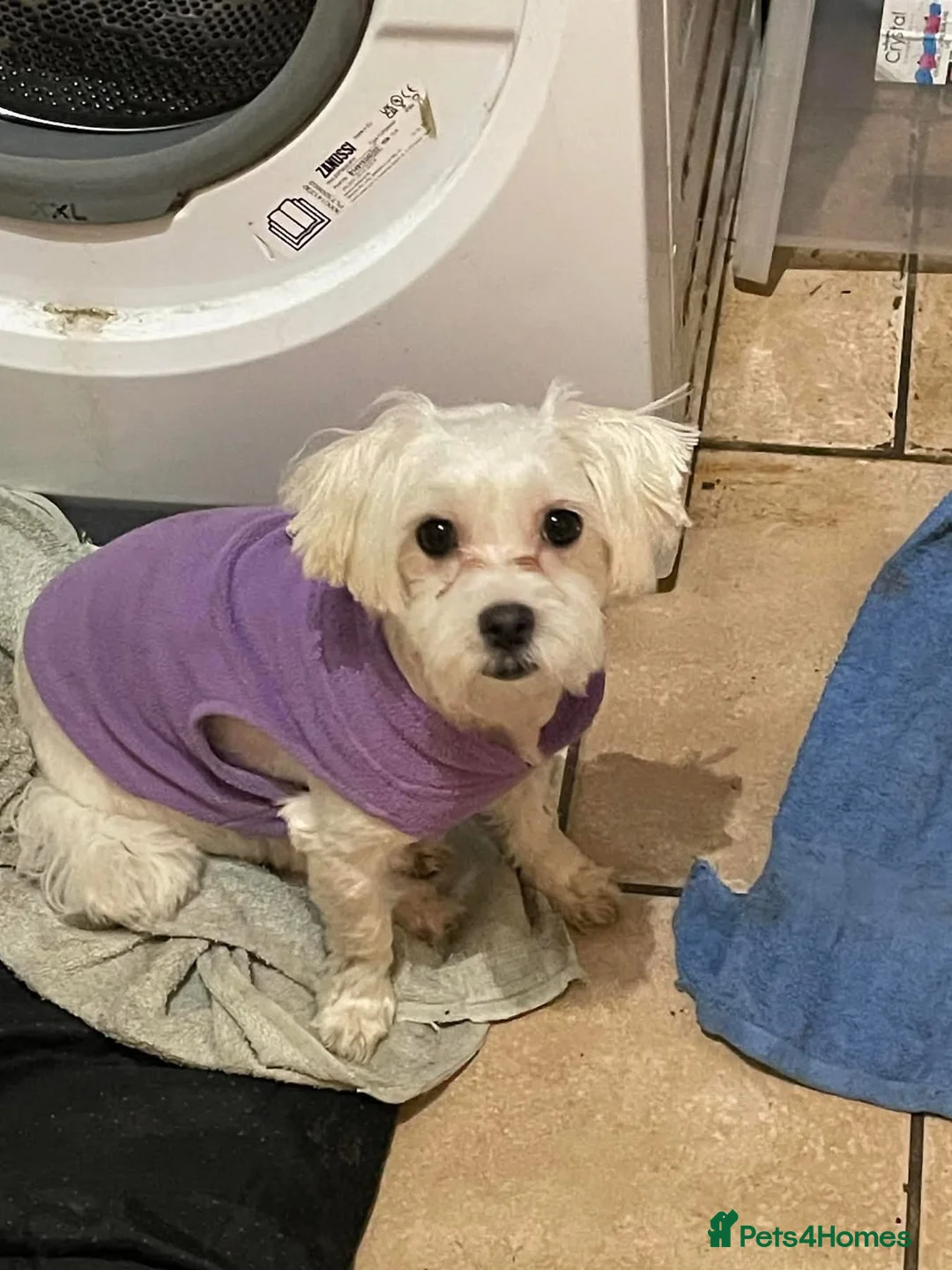 Maltipoo dogs for adoption: Ruby - Hingham Norfolk  - Advert 5