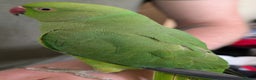 Ringnecks birds for sale: Female Indian ringneck hen with cage and full set  - Advert 3