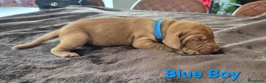 Hungarian Vizsla 4
