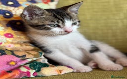 Mixed Breed cats for sale: Beautiful kittens ready for loving homes - Image 5