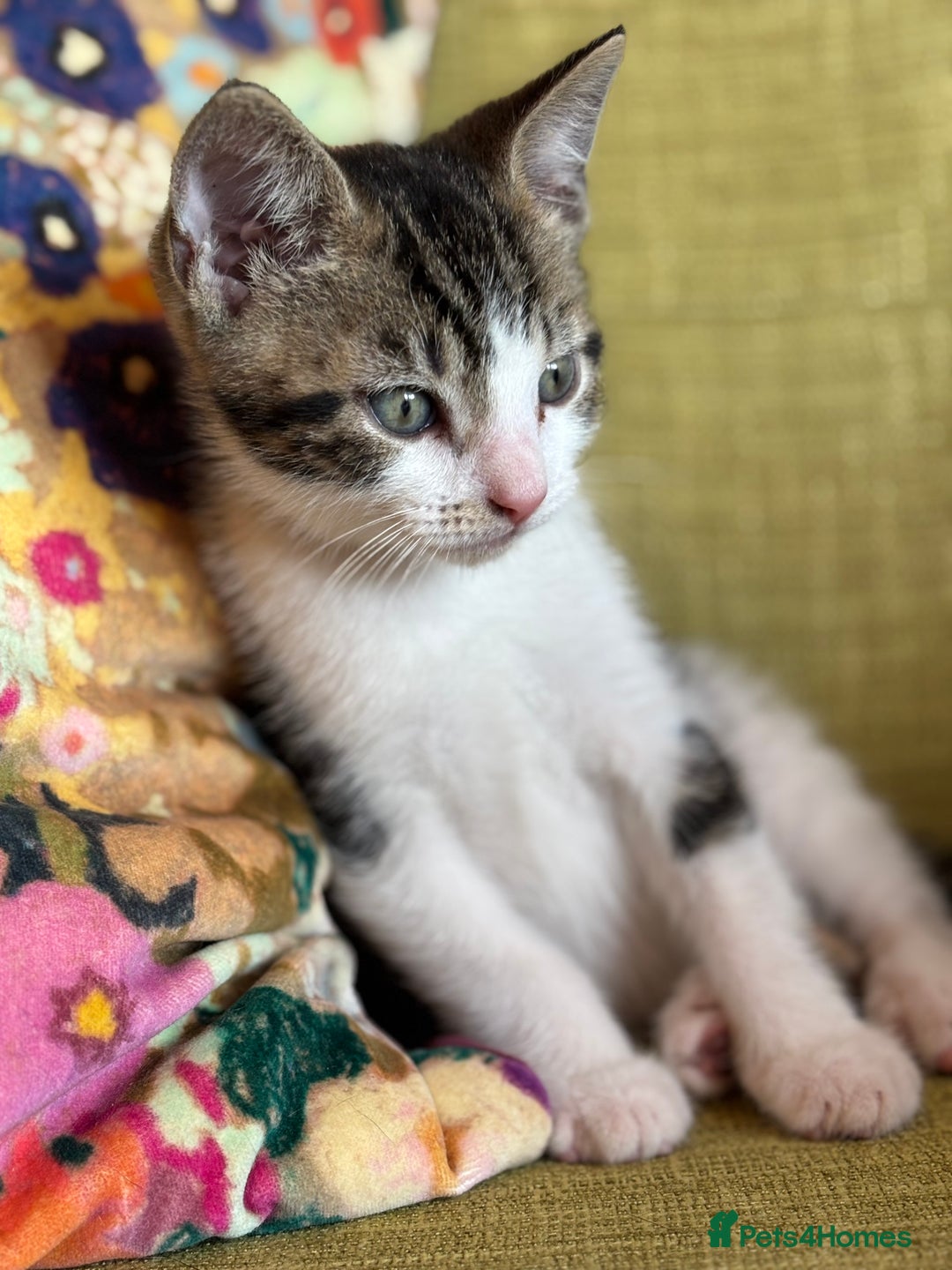 Mixed Breed cats for sale: Beautiful kittens ready for loving homes - Image 5