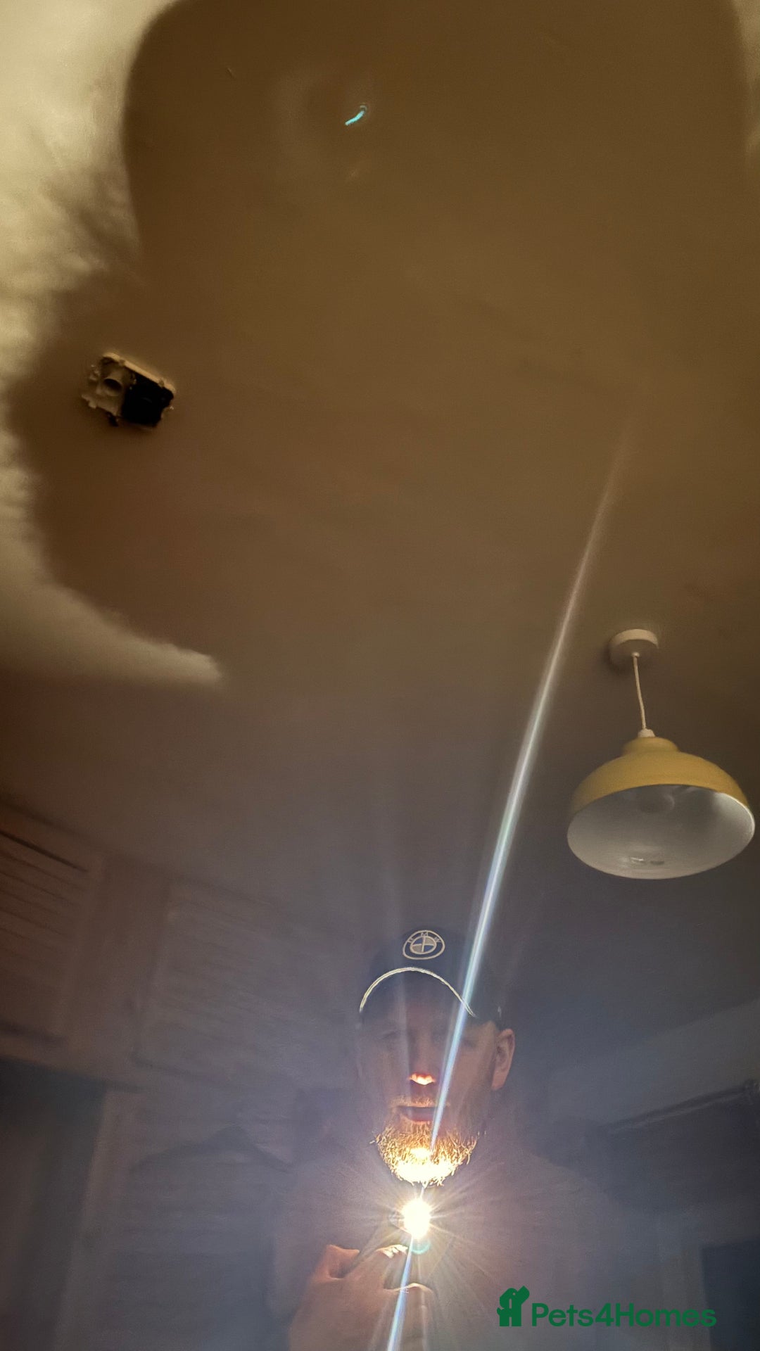 Miniature Dachshund dogs for sale: miniature Dachshund  - Advert 17