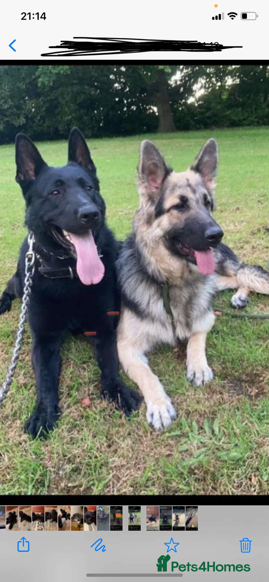 German Shepherd dogs for sale: Beautiful German Shepherd Puppies - Advert 2