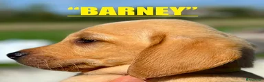 BARNEY - YELLOW COLLAR - Labrador Retriever 5