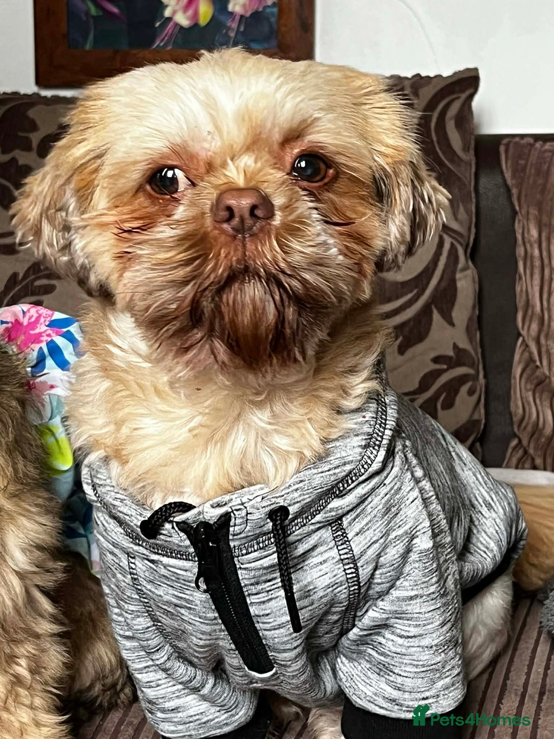 Shih Tzu dogs for sale: Gorgeous litter Shih tzu’s - Advert 9