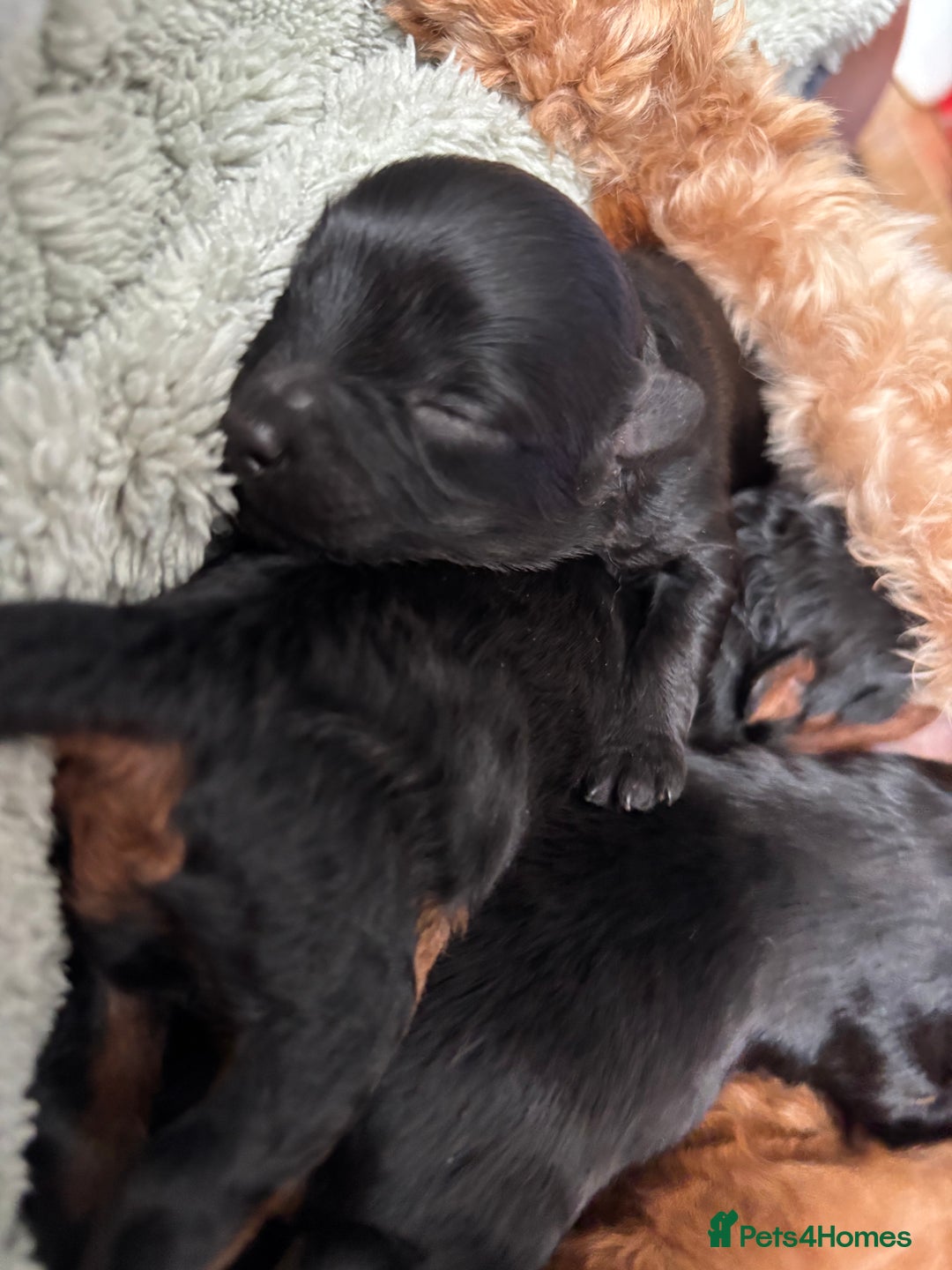 Cavapoochon dogs for sale: Toy Cavapoochons F1B - Advert 15