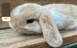 Mini Lop rabbits for sale: MINI LOP BUNNIES PEDIGREE  - Image 15