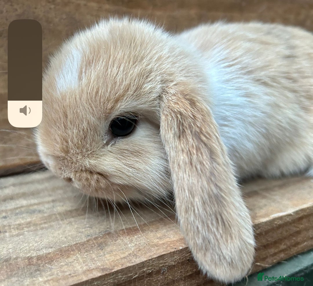 Mini Lop rabbits for sale: MINI LOP BUNNIES PEDIGREE  - Image 15